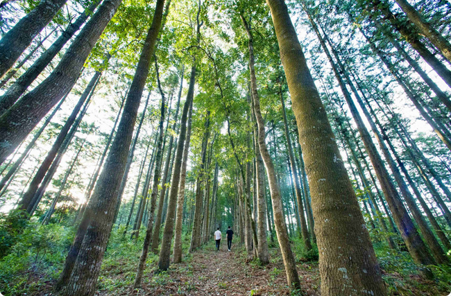 ������̼�R�����壺�ġ��uľ�^�������u�՚⡱�ľGɫ͑׃